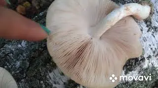 Pluteus alba and Pluteus scaly. Description, where and when it grows.