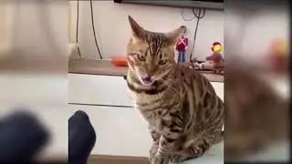 Cute cats 🐈🐈‍⬛🐈#short #shorts #youtubeshort #youtubeshorts #cute #cats #sweet #keşfet #kediler