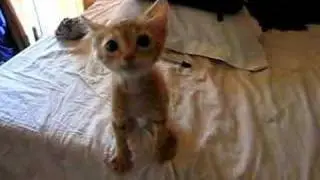Hungry Kitten