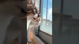 Do you know what language cats communicate with each other?