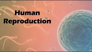 Human Reproduction