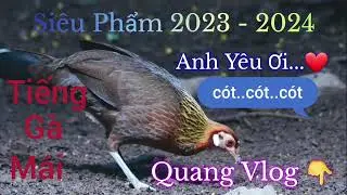 Tiếng Gà Mái Mồi | Cót... Cót.. Cót.. | Siêu Phẩm 2023 - 2024