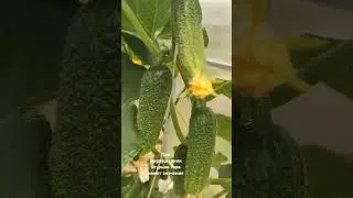 Раннне огурцы в мешках и ведре. Где быстрее?