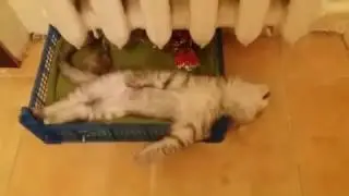Мой кот храпун! Или как кот проводит вечера!