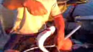 Fish Fight Part 2 