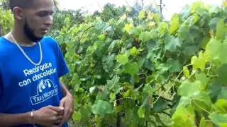 Plum, manzanas y uvas todas cosechadas en Puerto Rico