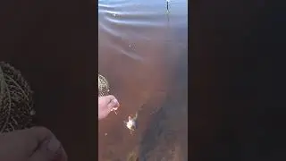 Не ожидал поймать такое на удочку  #рыбалка