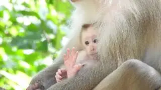 Mother Monkey Baby Adorable Love Her Baby