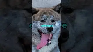 3 Most Defensive Dog Breeds #shorts