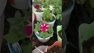 Сортовые петунии