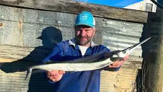 Hound Fish State Record Bowfishing BBA Submission