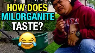 Milorganite How does it taste? 😂 when to apply? Wet? Water it in? 🤷🏾