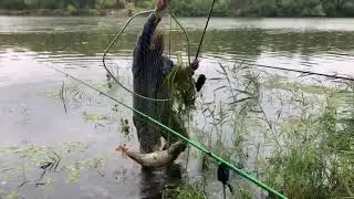 сазан.