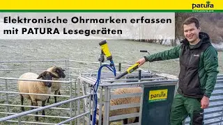 Elektronische Ohrmarken erfassen mit PATURA Lesegeräten