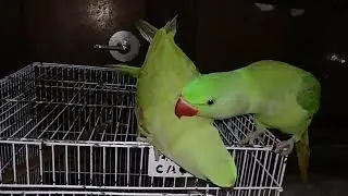 Mitthu the talking parrots #talkingparrot #loro #perroquet