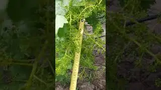 Велес на 06.06.2020