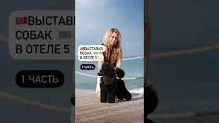 Выставка собак в отеле 5⭐️