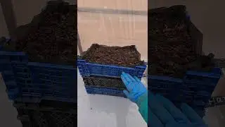 Закладываем ежевичный корень на проращивание