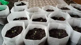 🌱Пикировка виолы. Почему так рано? 🌱Покупки в Леруа Мерлен. 🌱