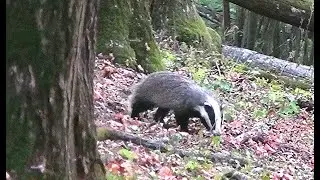 Барсук в лесу || Badger in the forest