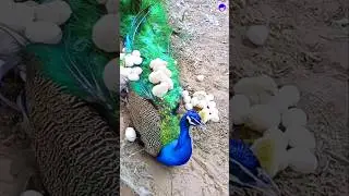 Amazing peacock in wonderland #peacock #shorts #love #song #bollywood #hindisong