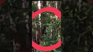 AUSTRALIAN DOGMAN?