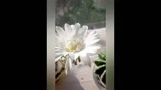 Цветёт 🌵 кактус