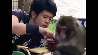 LOL Monkey Gossips - What are they gossiping about? 猴子八卦 LOL