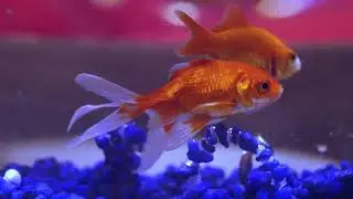 Timothy the Goldfish