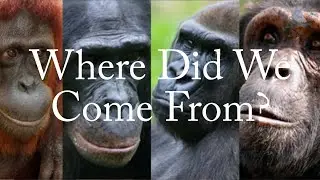 Thoughts: Where Did We Come From?