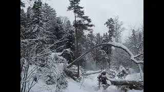 Упал с дерева