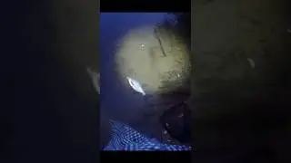 Утренний клёв