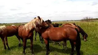 Выпустил жеребца в табун.