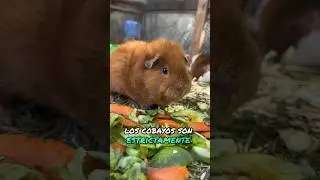 ¿Todavía no sabes la diferencia entre hámster y cobayo?🤦🏻‍♂️🐹