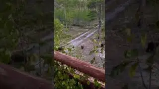 Медведица с детьми