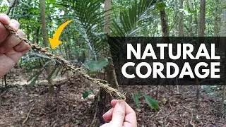 How to Make Natural Cordage from a Palm Tree in the Jungle