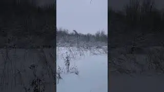 Охота с русскими гончими на зайца-русака по белой тропе
