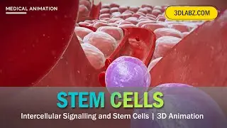 Intercellular Signalling 3D Animation | Stem Cells Explained | Skin and Hair Growth