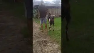 Kambing Jawarandu kurban 2022