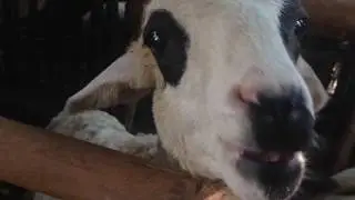 Play Go to the Goat's Cage (Part 1)