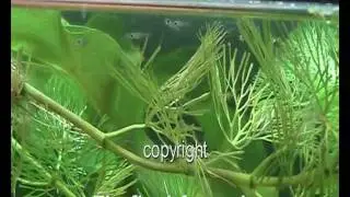 Guppy Babies