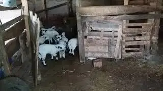 Kuzuların Anneleriyle Buluştuktan Sonraki Halleri ( Karayaka cinsi)
