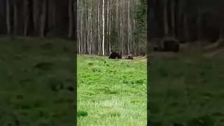 Инструкция на случай встречи с медведями