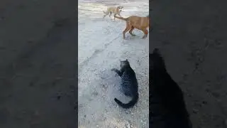 Борьба кота с гадюкой