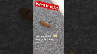 does anybody know what this caterpillar thing is I might have lost it
