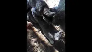 Кот уламывает кошку на секс