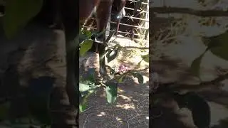 Cavalo comendo um galo