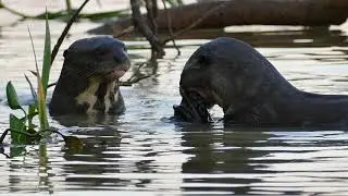 Giant Otter Feeds its Young in Southern Brazil's Pantanal