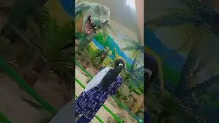 play with dano 😁 #foryou #animation #whatsappfeatures #whapsappstatusuucun