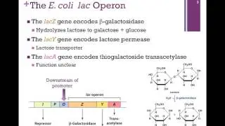 177-The lac Operon